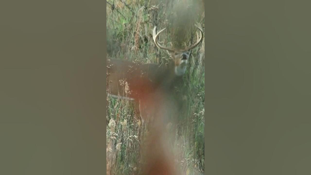 Whitetail calling tips deer deerhunting rattle grunt snortwheeze