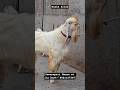 Big heavyweight Jamunapri Hansa Goat| Chambal|Indonesian Etwah Goat| India Agro Goat Farm📲9821137367