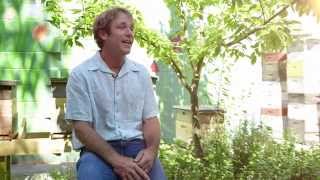 What is The Bee Cause Project?