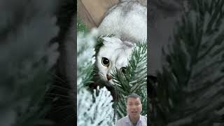 The Christmas Ball Trick Fooled Him! The Christmas Ball Trick Fooled Him!