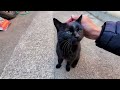 さっき会った黒猫さんに近づくと⋯(ニャーニャー鳴かれます) パート2
