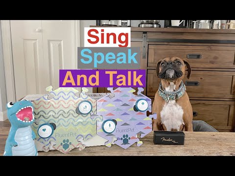 Boxer that Sings, Speaks and Talks!