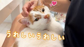 朝限定でパパに甘えるようになった猫トロしゃん