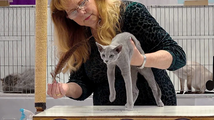 Watch the video about CFA International Show 2019 - Russian Blue Kitten Class Judging