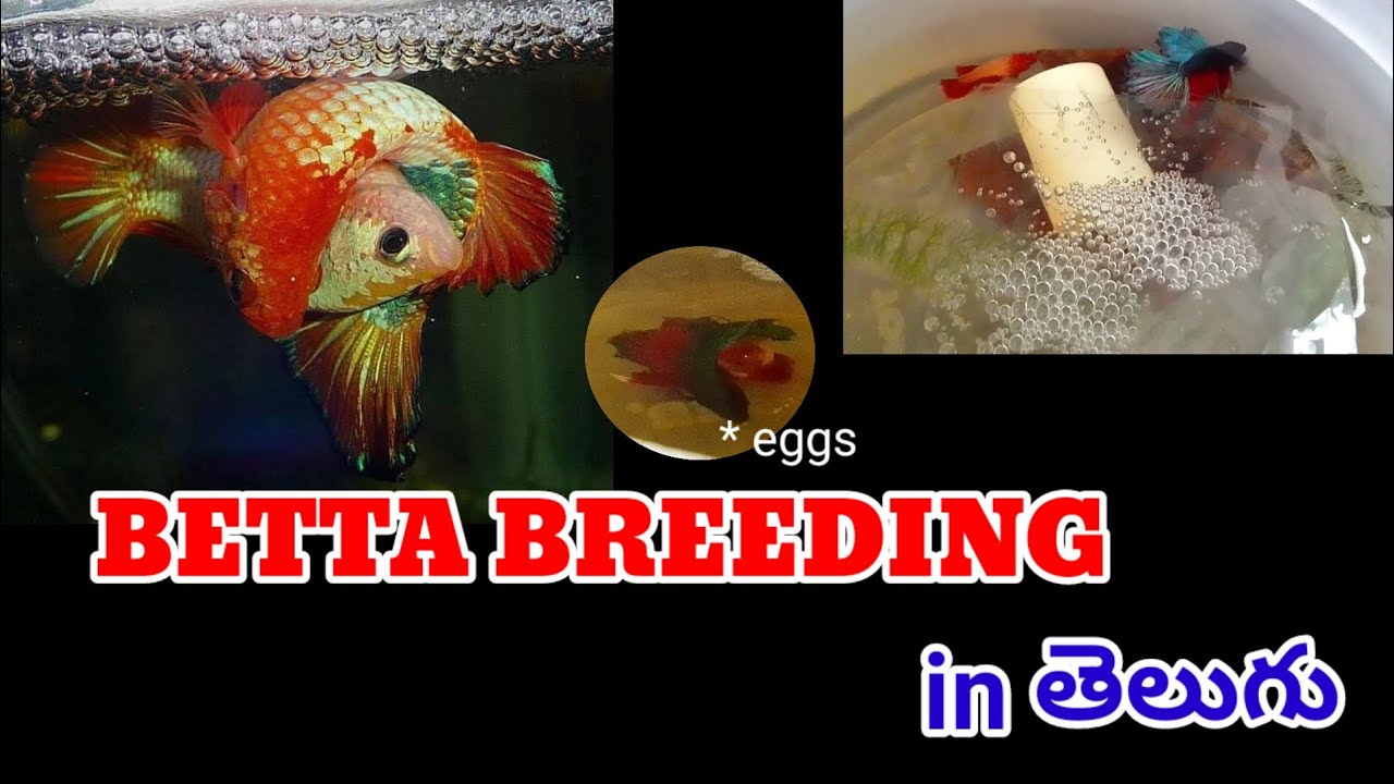 Betta breeding in తెలుగు / follow these steps to breed your betta and good results / betta breeding
