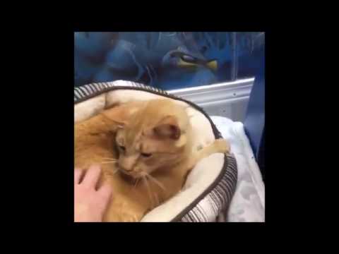 cute cats for sale Shelter Tour 7/3/16 10 pm