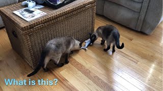 Siamese Kitties - Sokka and Suki Go Fishing