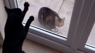 Funny Cats Fighting Through Glass [HD]