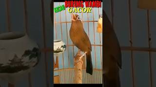 Download Lagu KICAU BURUNG WAMBI GACOR #shorts #yoyokmaligas #kicaumania MP3