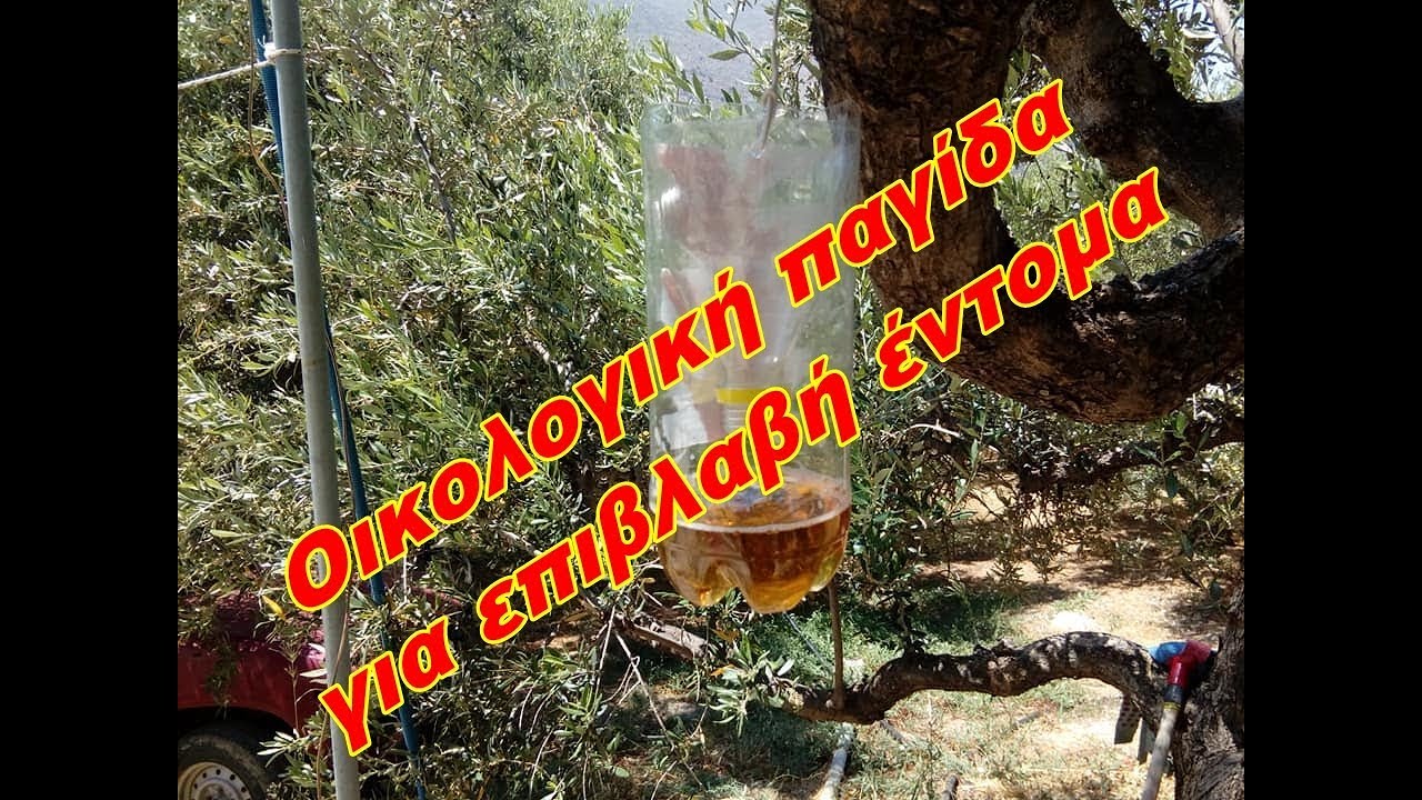 Πατέντα οικολογική παγίδα για επιβλαβή έντομα - Patented ecological trap for harmful insects