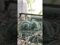 5/18 Laughing dove (पारवा) and her 2 babies in our gallery (23-03-2022) #milindbabar