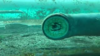 Lamprey eel mouth in action Columbia Gorge Oregon