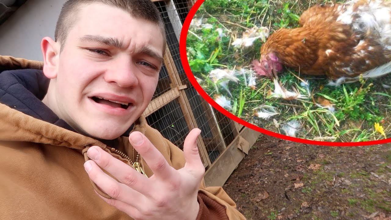 The PREDATOR is Back! *CHICKEN KILLER* YouTube