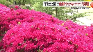 千秋公園で色鮮やかなツツジ見頃　10日からはライトアップもスタート　秋田市 (24/05/09 19:00)