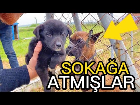 Video: Köpekli Arabalarda Binmek