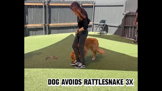 Rattlesnake Avoidance Course at K9 Loft