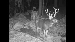 XXL Black Tail Deer With Bow 2023