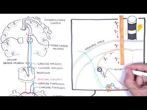 How Spinal Cord Stimulation (SCS) Works