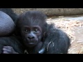 Shindy and here baby gorilla, Artis