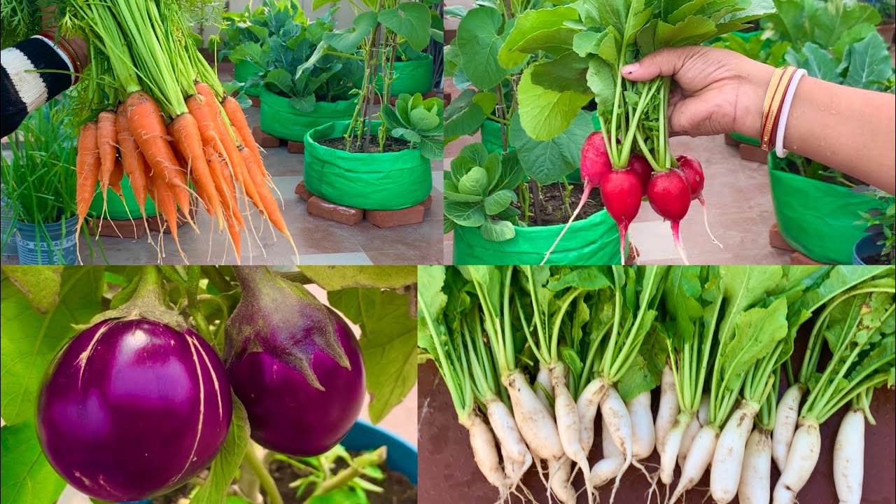 Best Vegetables To Grow In January // January Growing Vegetables