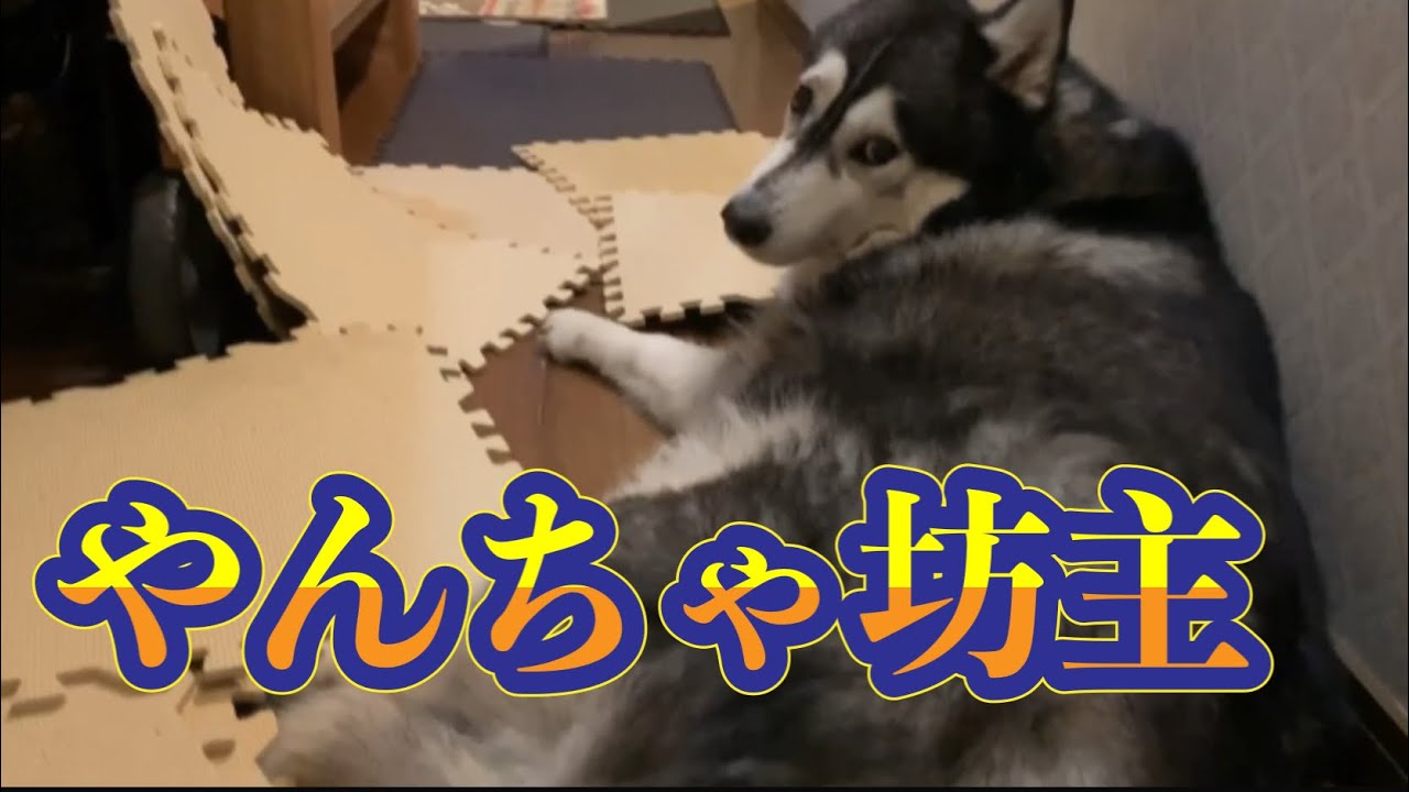 シベリアンハスキーのやんちゃに笑ってはいけない Youtube シベリアンハスキーのやんちゃに笑ってはいけない Youtube