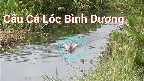 NGUYEN CHANH VLOGS CÙNG HUYNH VAN AN CHINH PHỤC CÁ LÓC VIỆT NAM P14 câu cá lóc Snakehead fishing ✅