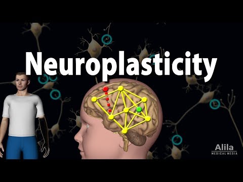 Neuroplasticity, Animation.