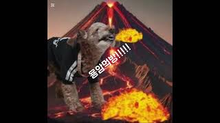 주인장 강아지 로바의 용암먹방!!!!!!!!!!!!!!! #강아지 #용암 #먹방 #병맛 #오랜만에 #돌아와 #안 #죽었다 #살아있다 #애니메이션 #추천
