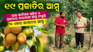 ୧୯ ପ୍ରଜାତିର ଆମ୍ବ ଫଳୁଛି | ୩ ଏକର ଜାଗାରେ ଆମ୍ବ ଚାଷ | ୫ ପ୍ରକାରର ବାରମାସୀ ଆମ୍ବ | Commercial Mango Farming.
