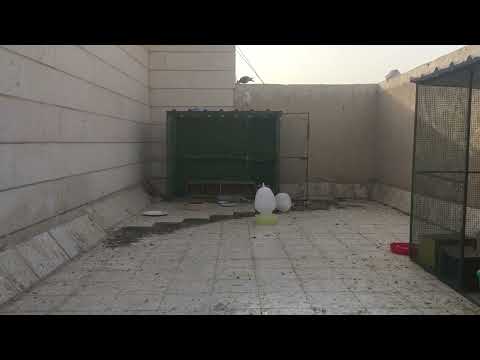 قصة ثوب الصلاة 80 