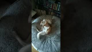 Silken Windsprite Rumi Ist Von Einem Dämon Besessen Teil Ii