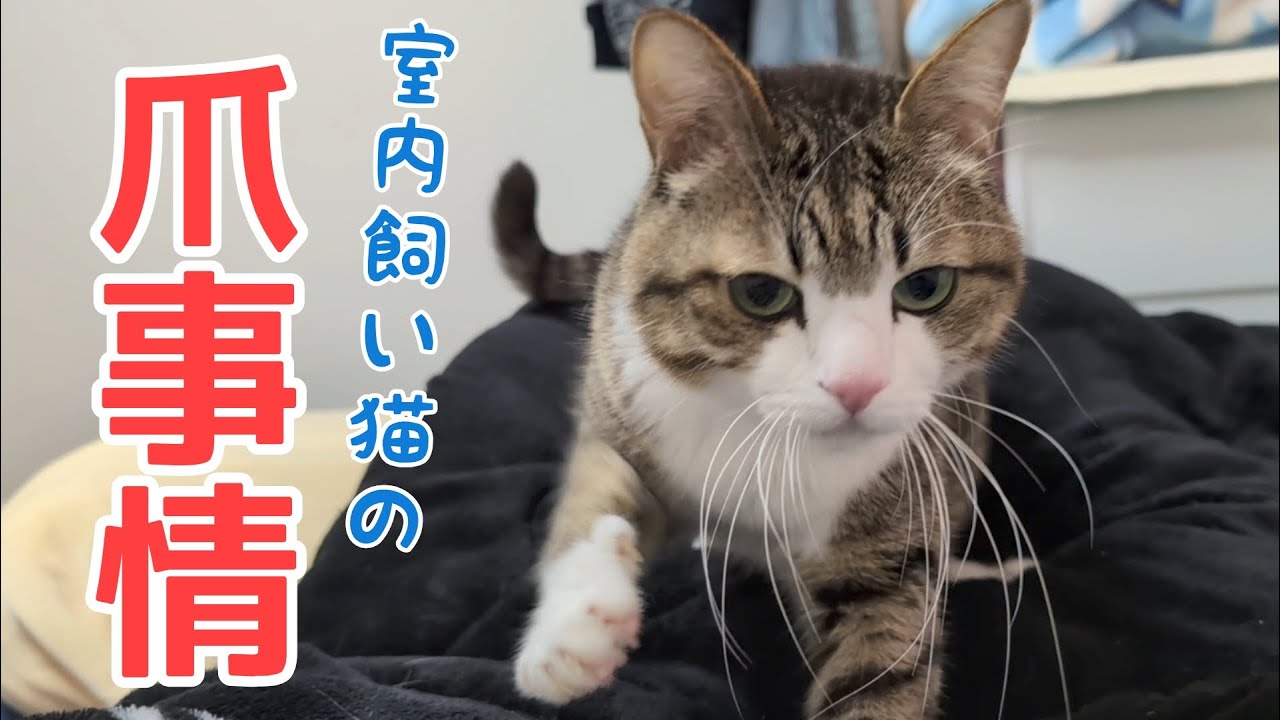 室内飼いの猫はお爪チェックが欠かせません！ vol.1313 - YouTube