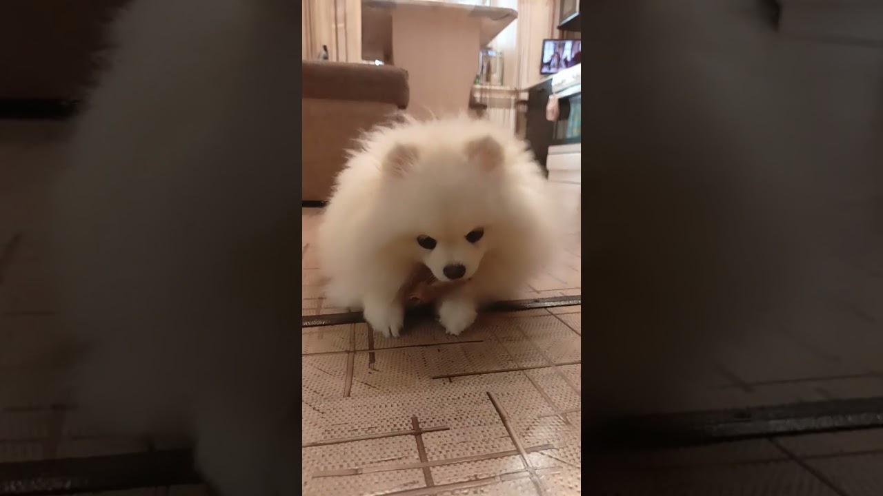 #pomeranian