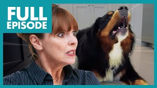 Huge St. Bernard Dogs Bark For 40 Minutes Straight | Full Episode