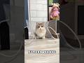 This Cat Loves Hiding Inside a Plastic Bag 😹 #ytshorts #shorts
