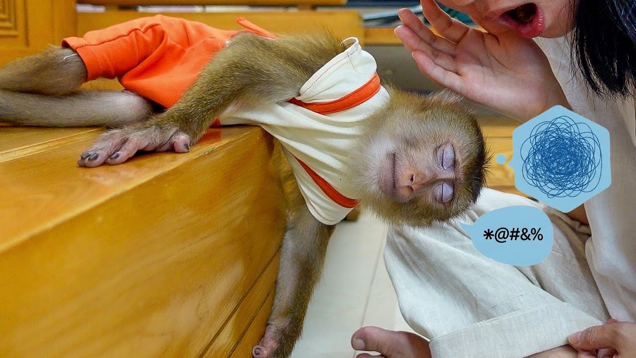 💛 Monkey Pupu Jumps with Joy When Mom Comes Home