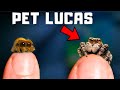 Real life lucas the spider gets a bigger home
