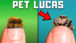 Real life Lucas the spider gets a bigger home...