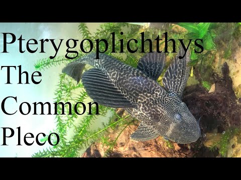 Pterygoplichthys — identifikácia, chov a kŕmenie