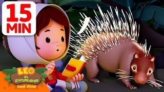 ¡Cuidado con las púas del puercoespín! 🦔 | Leo, El Explorador | Animación screenshot 2