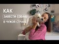 Завели собаку в Китае! Плюсы и минусы ЛАБРАДОРА.