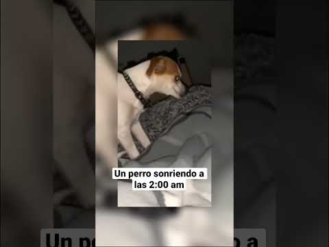 Vídeo: 7 Dog Tinder Profiles Para Swipe Esquerda Na