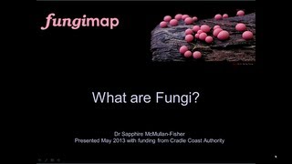 What are Fungi