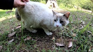 怖がりな美猫がちょびっとだけモフらせてくれた
