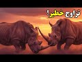 تزاوج وحيد القرن ذكر وحيد القرن ممكن يموت علشان لحظة تزاوج واحدة بس