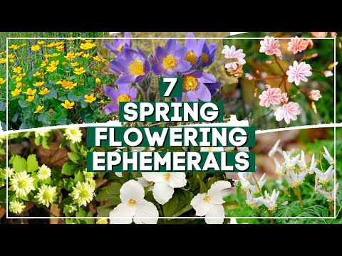 Video: Flowering Ephemeral Info – Saznajte više o cvijeću koje kratko cvjeta u proljeće