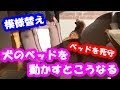 犬のベッドを移動させると犬はこうなる！模様替えはひかえめに！