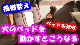 犬のベッドを移動させると犬はこうなる！模様替えはひかえめに！