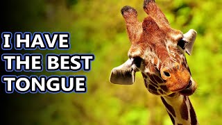 Giraffe facts: the tallest living animals | Animal Fact Files