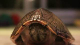 Do Turtles Shed Their Armor?